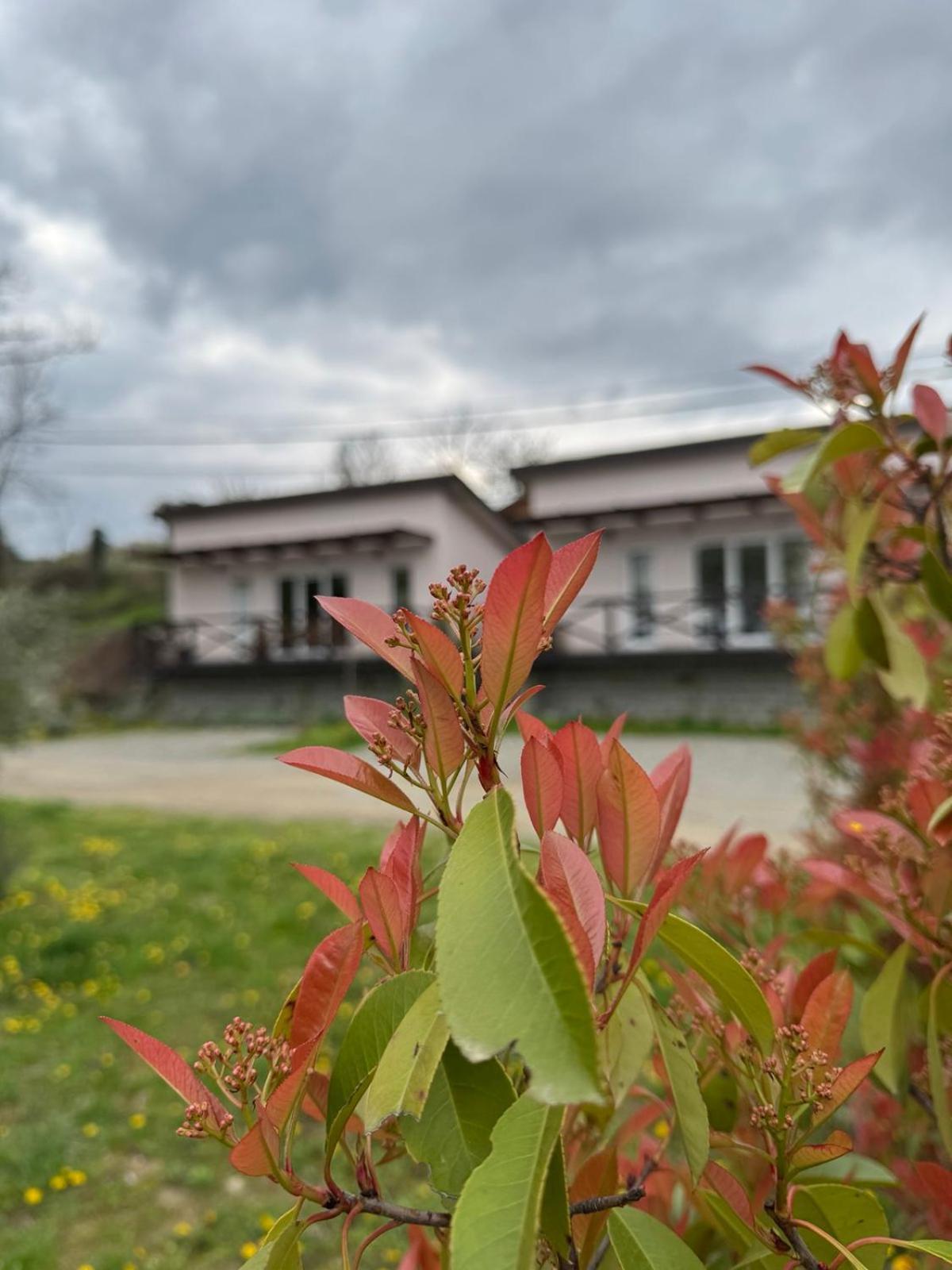 Bora Kuce Na Reci Villa Belgrad Exteriör bild